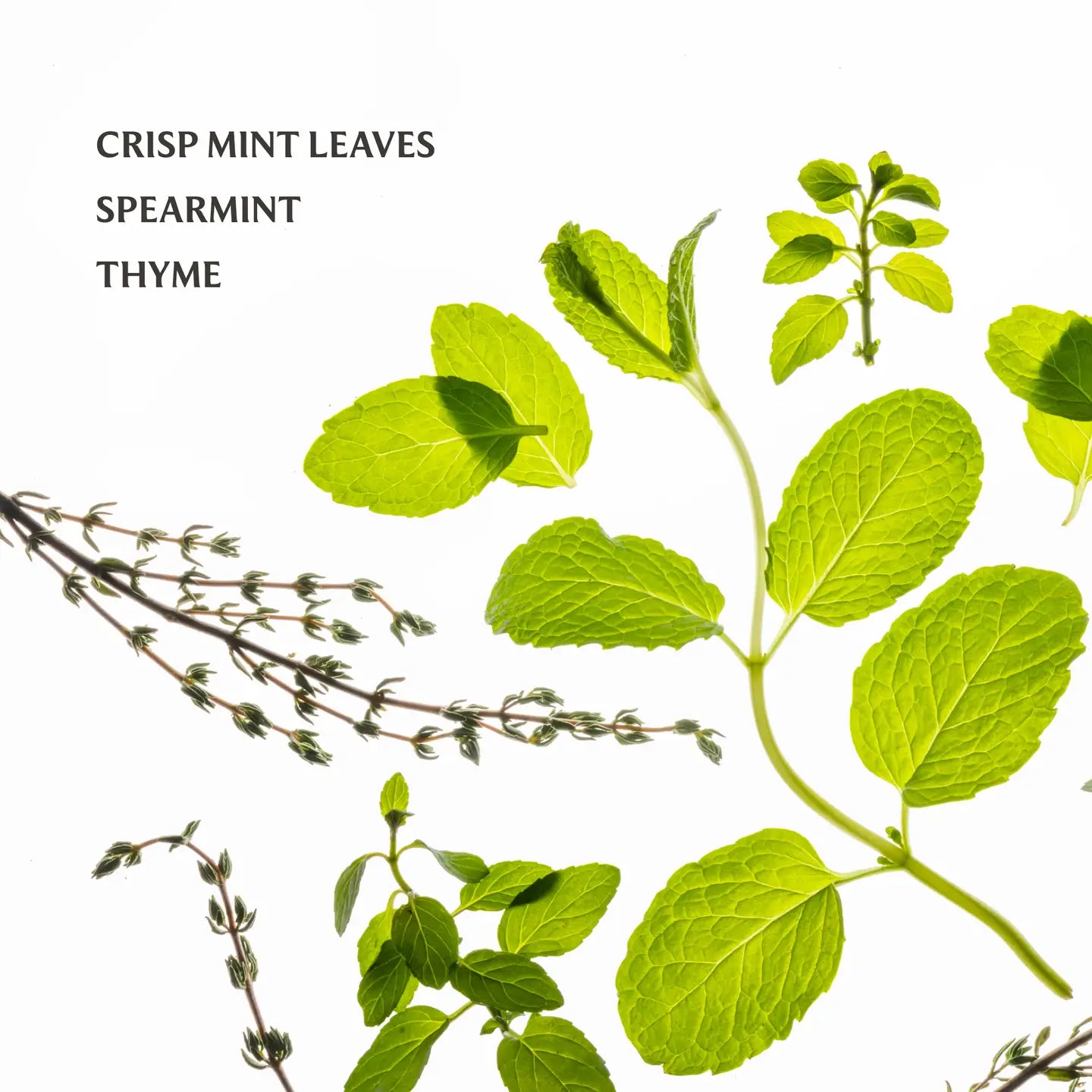 Hand Sanitizer - Frosted Mint