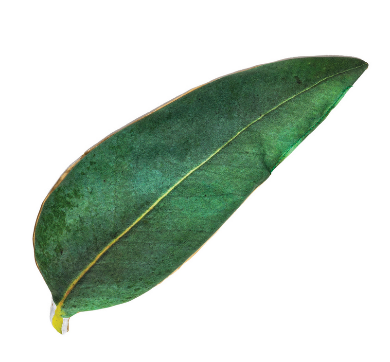 Eucalyptus Leaf - Headache/Sinus Relief Pillow